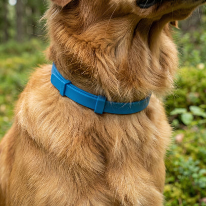 Pälsvakt™ - 8 Månaders naturligt Fästinghalsband för hund